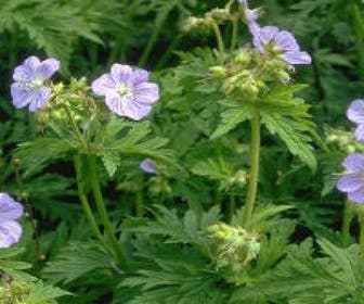 Storchschnabel (Geranium pratense) BIO