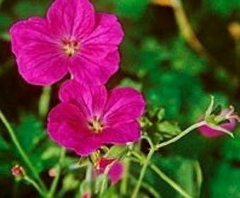 Storchschnabel (Geranium riversleaianum 'Russell Prichard')