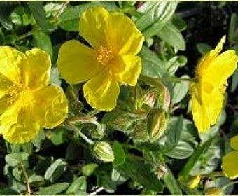 Sonnenröschen (Helianthemum 'Sterntaler')