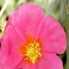 Sonnenröschen (Helianthemum 'Supreme')