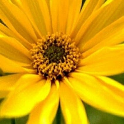 Sonnenblume (Helianthus atrorubens)
