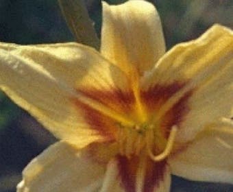 Taglilie (Hemerocallis 'Bonanza')