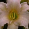Taglilie (Hemerocallis 'Luxury Lace')