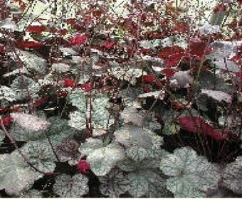 Purpurglöckchen (Heuchera 'Cascade Dawn')