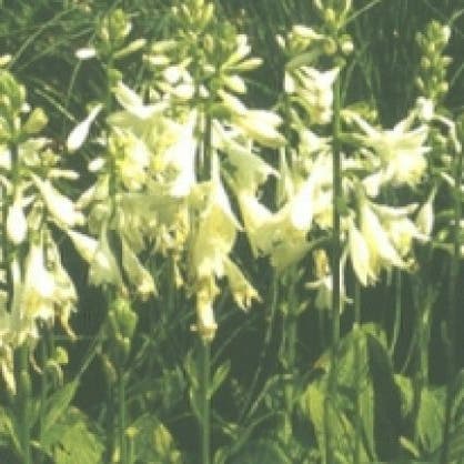Hosta sieboldii 'Snowflakes' (Funkia/Hartlelie)