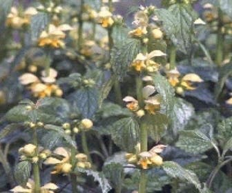 Gelbe Taubnessel (Lamiastrum galeobdolon 'Florentinum')