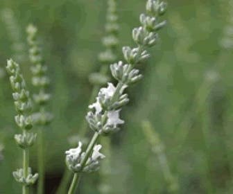 Weißer Lavendel (Lavandula intermedia 'Edelweiss')