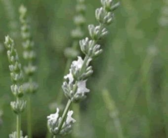 Weißer Lavendel (Lavandula intermedia 'Edelweiss')