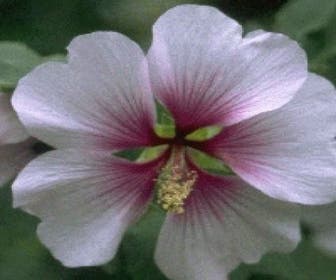 Strauchmalve (Lavatera maritima)