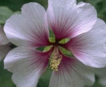 Strauchmalve (Lavatera maritima)
