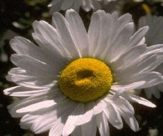 Margarete (Leucanthemum 'Polaris')