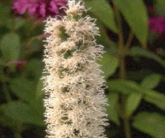Lampenputzer (Liatris spicata 'Alba')