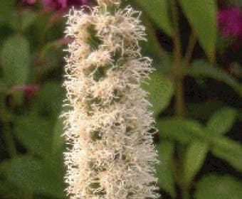 Lampenputzer (Liatris spicata 'Alba')