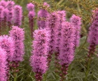 Lampenputzer (Liatris spicata 'Kobold')