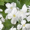Immergrünes Leinen (Linum perenne 'Diamant')