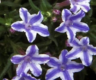 Perl-Saat (Lithodora diffusa 'Star')