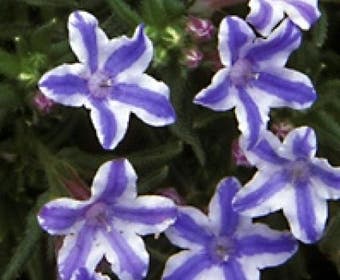 Perl-Saat (Lithodora diffusa 'Star')