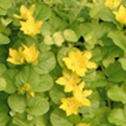 Wederich (Lysimachia nummularia 'Aurea')