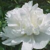 Gartenpfingstrose/Pfingstrose (Paeonia 'Duchesse de Nemours')