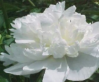Gartenpfingstrose/Pfingstrose (Paeonia 'Duchesse de Nemours')