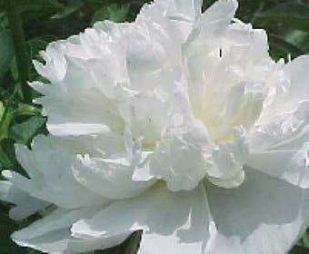 Gartenpfingstrose/Pfingstrose (Paeonia 'Duchesse de Nemours')