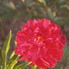 Pfingstrose (Paeonia 'Karl Rosenfield') BIO
