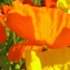 Island-Mohn (Papaver nudicaule 'Gartenzwerg')