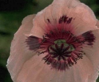 Mohn (Papaver orientale 'Prinzessin Viktoria Louise')