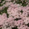 Flammenblume (Phlox douglasii 'Lilac Cloud')