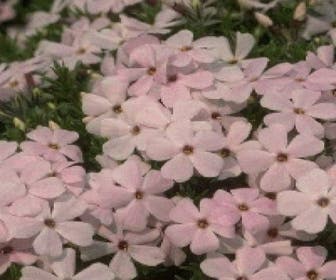 Flammenblume (Phlox douglasii 'Lilac Cloud')