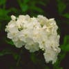 Flammenblume (Phlox paniculata 'White Admiral')