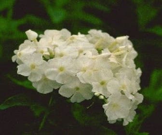 Flammenblume (Phlox paniculata 'White Admiral')