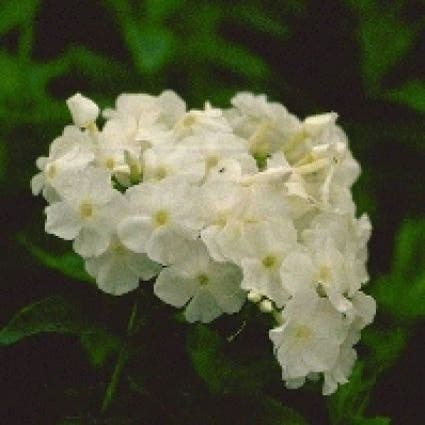 Flammenblume (Phlox paniculata 'White Admiral')