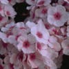 Flammenblume (Phlox paniculata 'Bright Eyes')