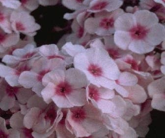 Flammenblume (Phlox paniculata 'Bright Eyes')