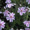 Kuppelphlox (Phlox subulata 'Candy Stripes')