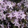 Teppichphlox (Phlox subulata 'G.F. Wilson's')