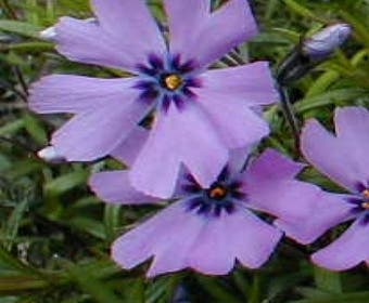Kuppelphlox (Phlox subulata 'Purple Beauty')
