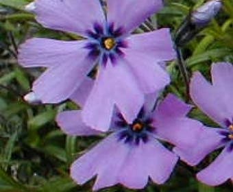 Kuppelphlox (Phlox subulata 'Purple Beauty')