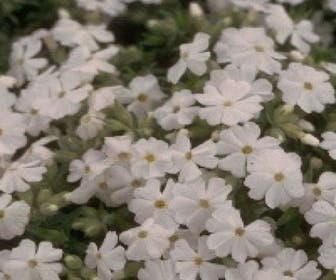 Teppichphlox (Phlox subulata 'Maischnee')