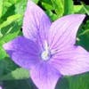 Ballonblume (Platycodon grandiflorus 'Mariesii')