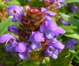 Brunella/Brunel/Bienenkorb (Prunella grandiflora)