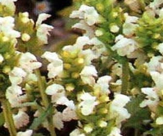 Bienenkorb / Brunel (Prunella grandiflora 'Alba')