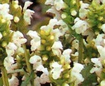 Bienenkorb / Brunel (Prunella grandiflora 'Alba')