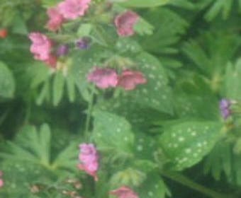 Lungenkraut (Pulmonaria rubra)
