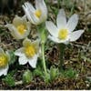 Wildmannskraut (Pulsatilla vulgaris 'Alba')