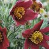Wildmannskraut (Pulsatilla vulgaris 'Rubra')