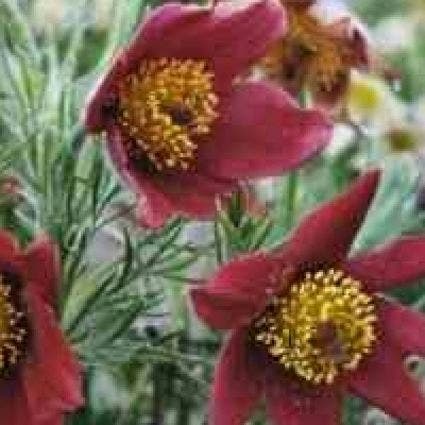 Wildmannskraut (Pulsatilla vulgaris 'Rubra')