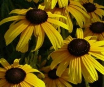 Sonnenhut (Rudbeckia fulgida deamii)