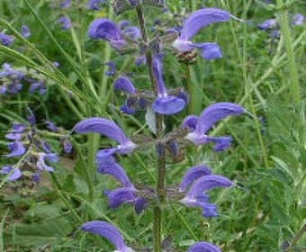 Wiesen-Salbei (Salvia pratensis)